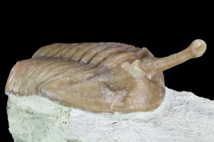 Stalk-Eyed Asaphus Kowalewskii Trilobite - Russia #89079